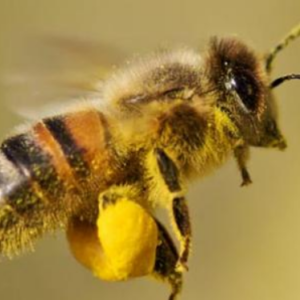 حبوب طلع النحل - pollen d'abeille