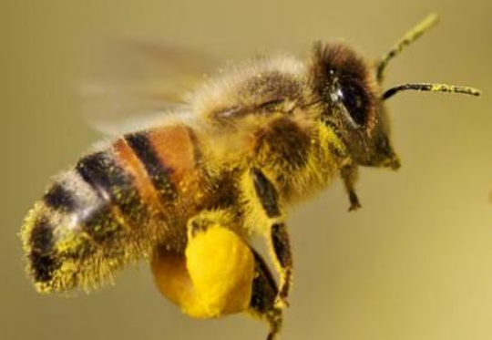 حبوب طلع النحل pollen d'abeille