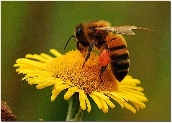 حبوب طلع النحل pollen d'abeille – Image 4